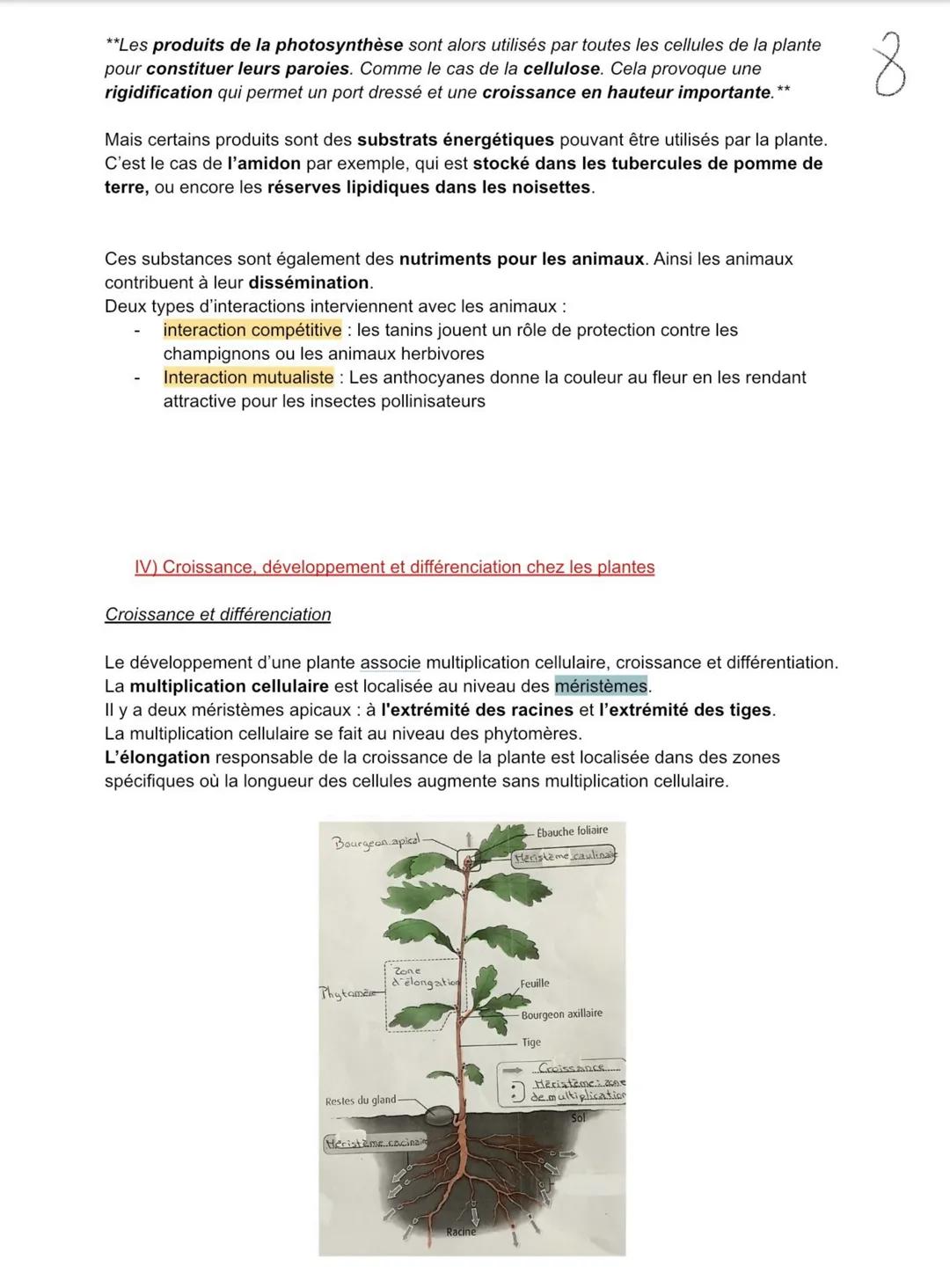 Développement
Les plantes ont une croissance orientée vers la lumière, comme les coléoptères des
céréales par exemple. On parle de phototrop