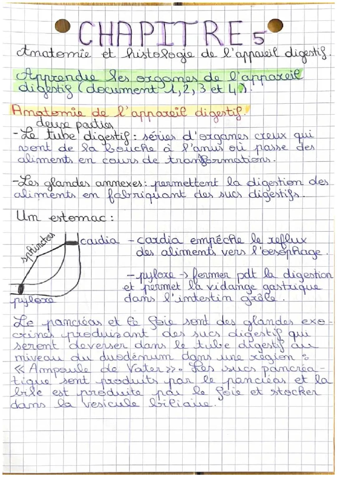 Schéma et anatomie de l'appareil digestif humain - Fiche de révision BPH ST2S