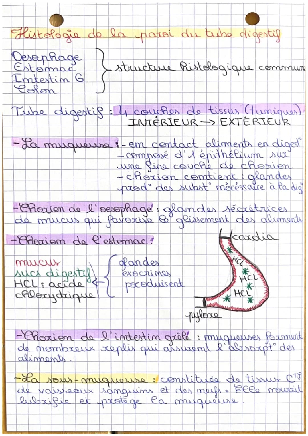 CHAPITRE 5
Anatomie et histologie de l'appareil digestif
Apprendre les organes de l'appareil
digestig (document 1, 2, 3 et 4.0
Amatomie de l