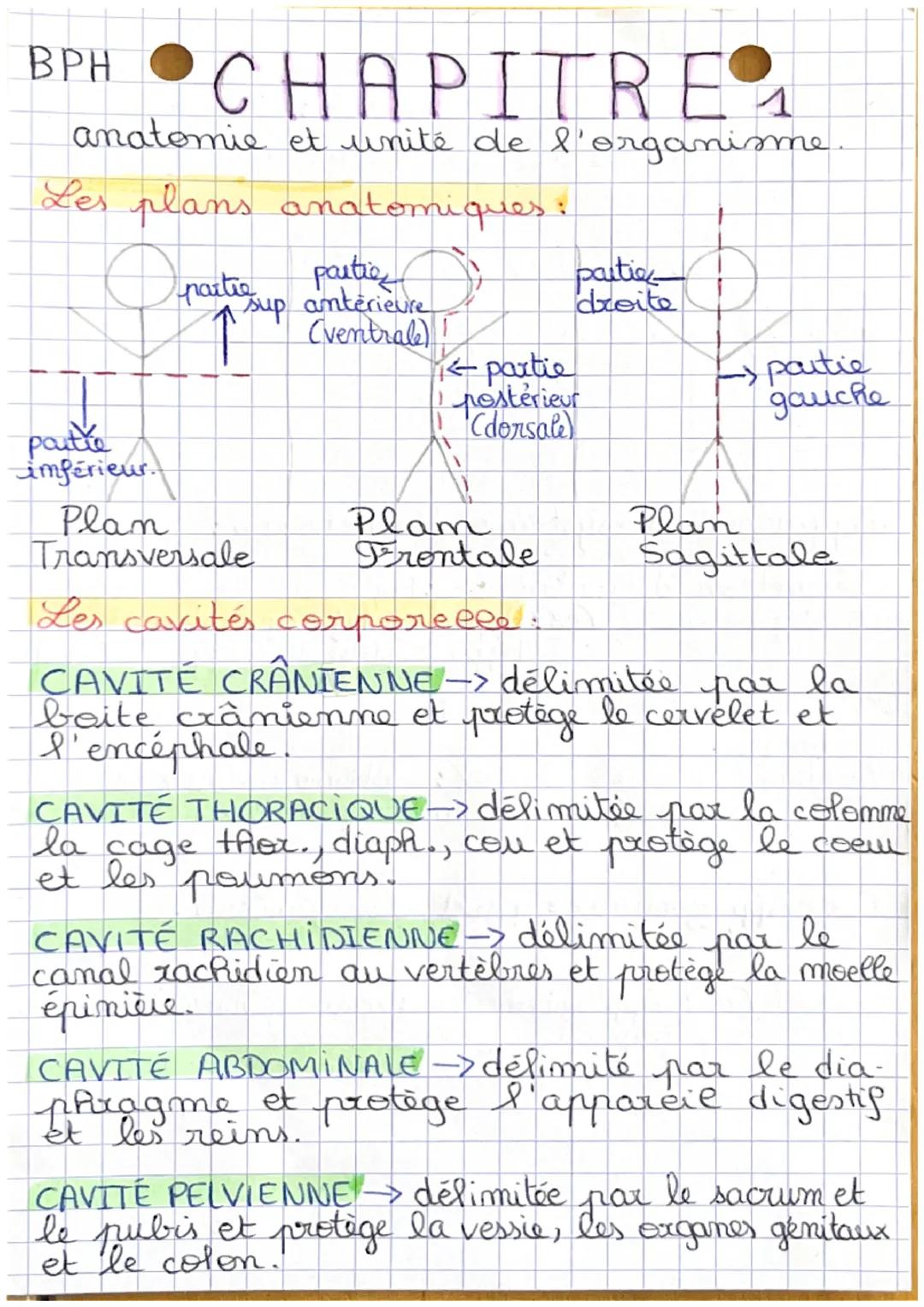 Anatomie et unité de l’organisme BPH