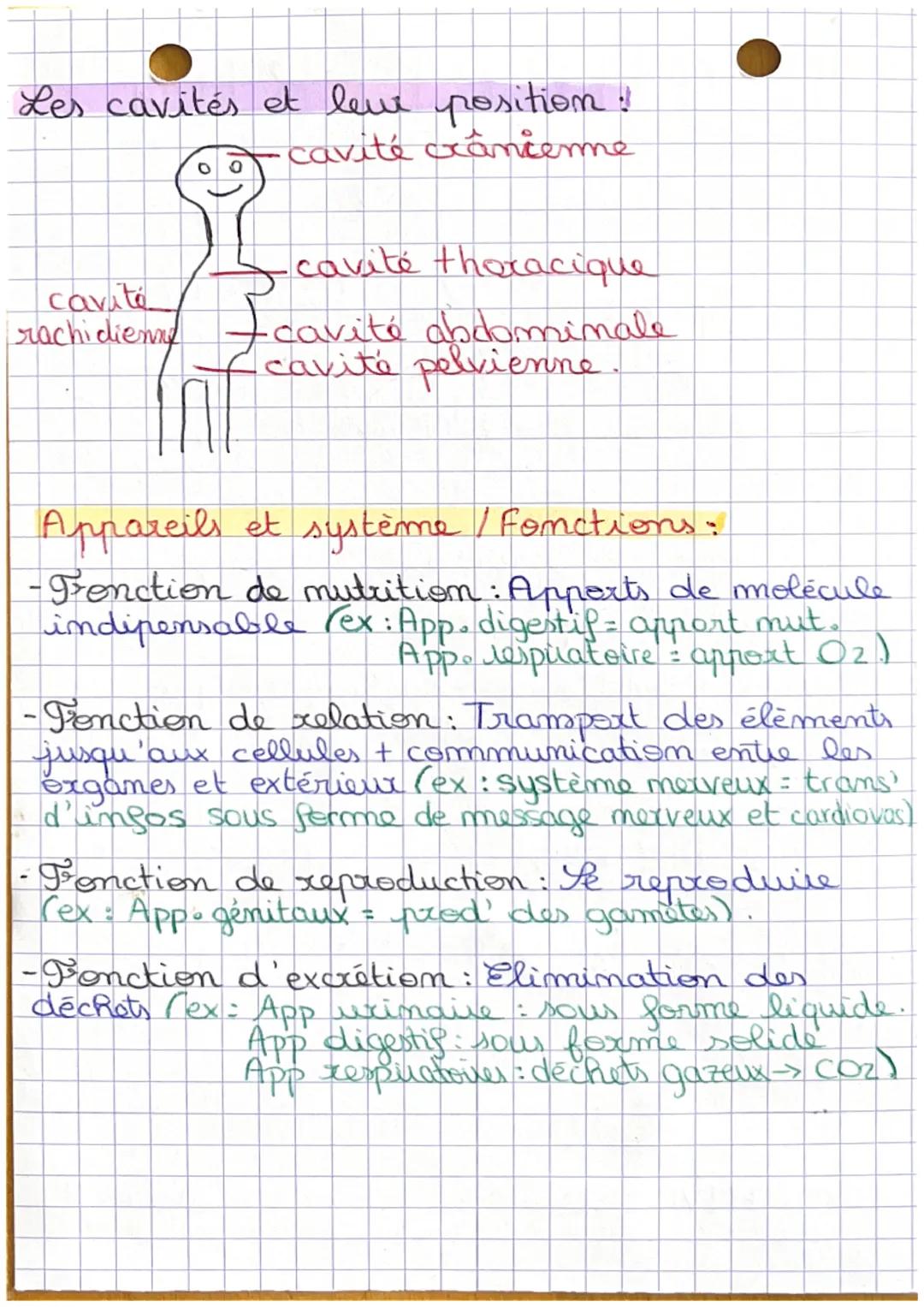 BPH
# CHAPITRE 1
anatomie et unité de l'organisme.
Les plans anatomiques :

partie
imférieur.

Plan
Transversale

partie
sup

partie
antérie