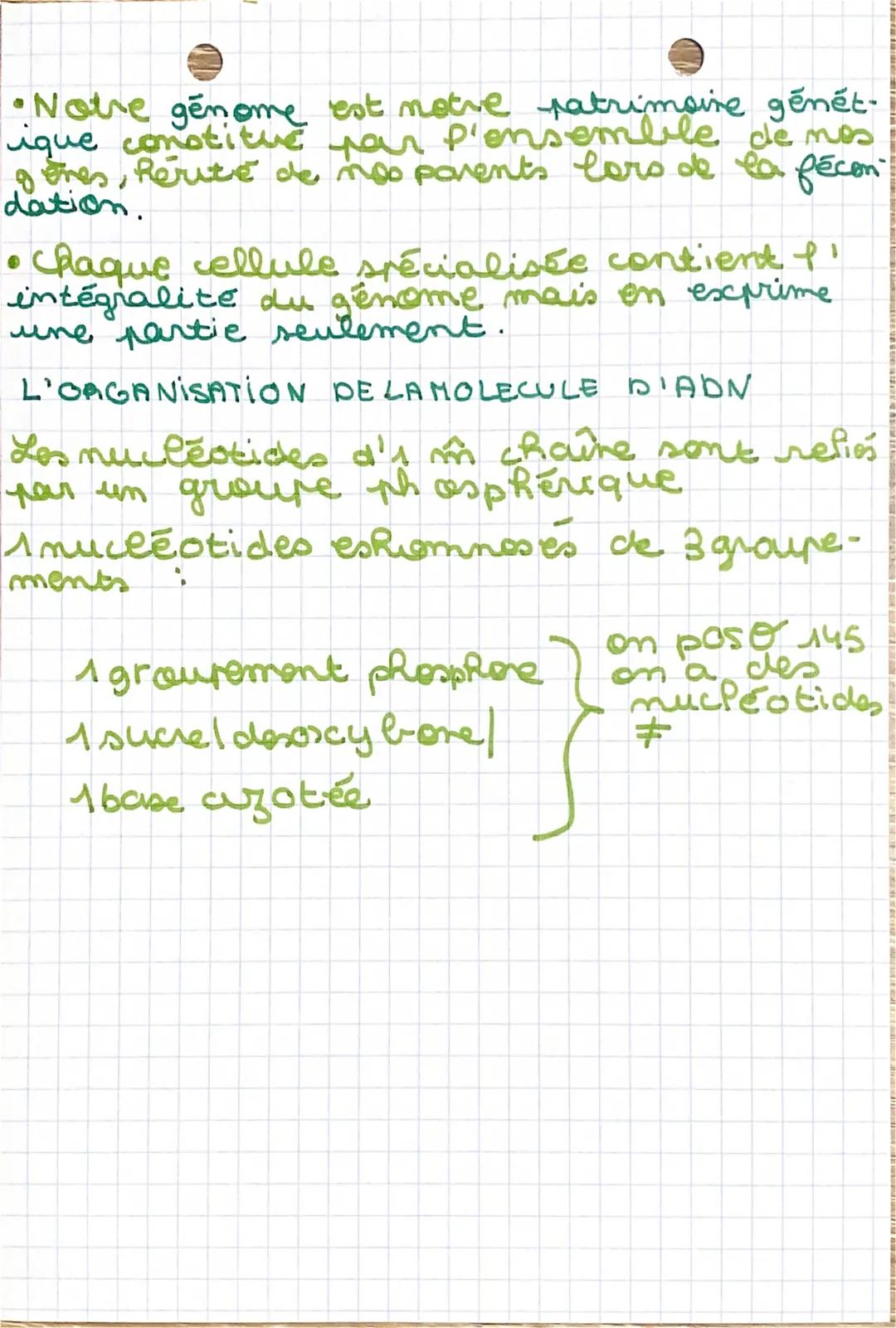 # SVT
Chp2

L'ADN, SUPPORT DE L'INFORMATION GENETIQUE

I- L'ADN, une macromolécule informative

•L'ADN (acide desoxyribonucleiquel est une
l