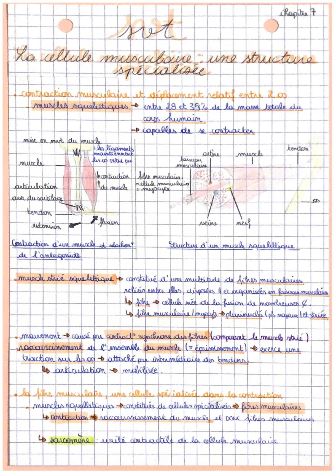hapitre 7

sot

La cellule musculaire une structure
spécialisée

contraction musculaire et déplacement rebatil entre dos
muscles squelettiqu