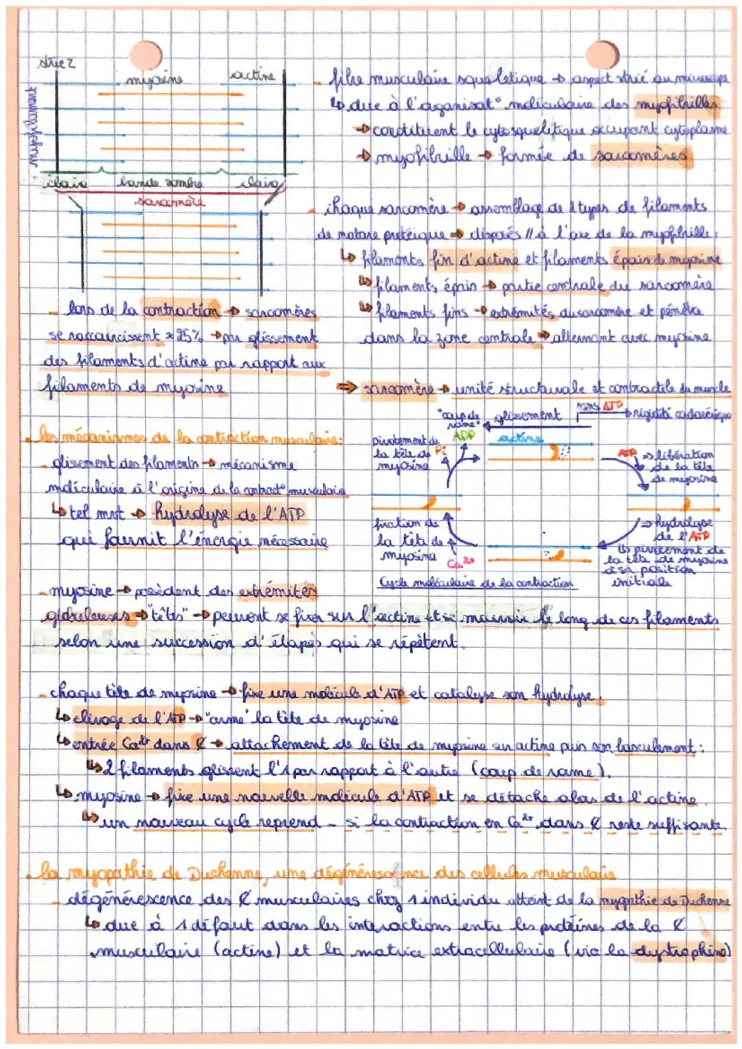 hapitre 7

sot

La cellule musculaire une structure
spécialisée

contraction musculaire et déplacement rebatil entre dos
muscles squelettiqu