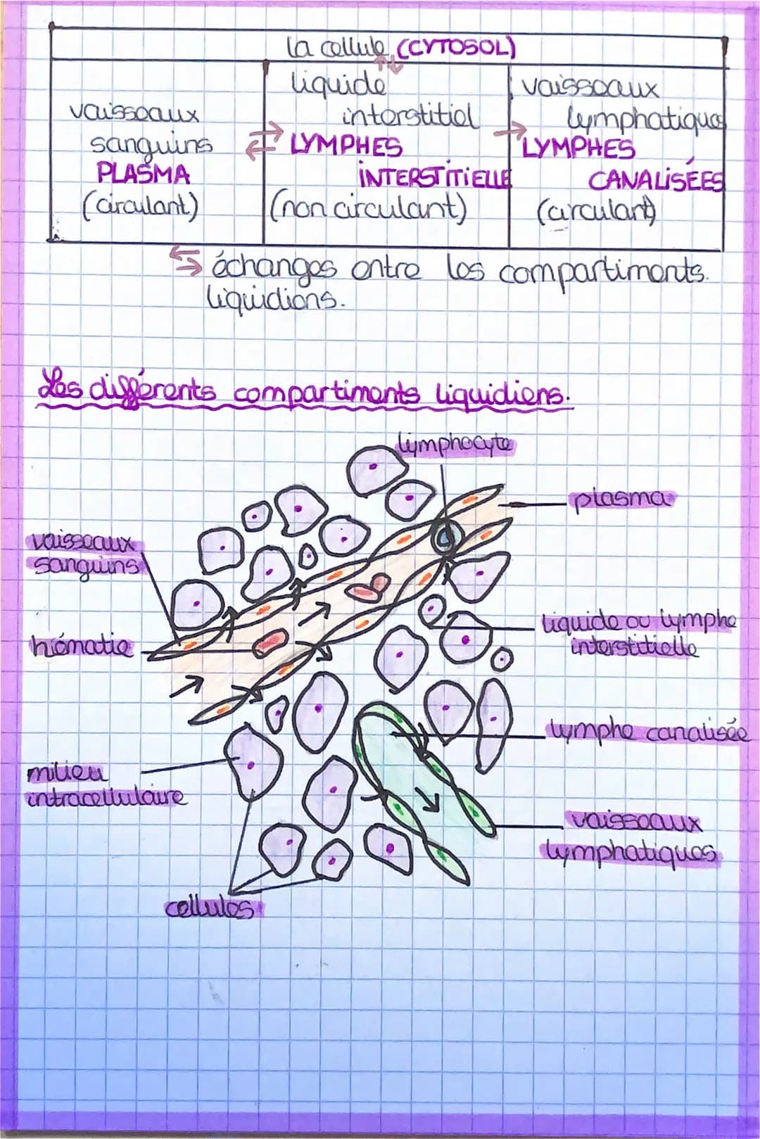 :
BIOLOGIE
MILIEU INTERIEUR ET COMPARTIMENTS
→Dans l'organisme on trouve do nombroux
liquides qui circulent dans le milieu intérieur:
405 Li