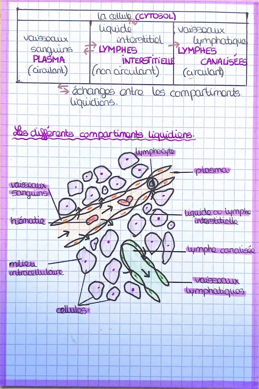 :
BIOLOGIE
MILIEU INTERIEUR ET COMPARTIMENTS
→Dans l'organisme on trouve do nombroux
liquides qui circulent dans le milieu intérieur:
405 Li
