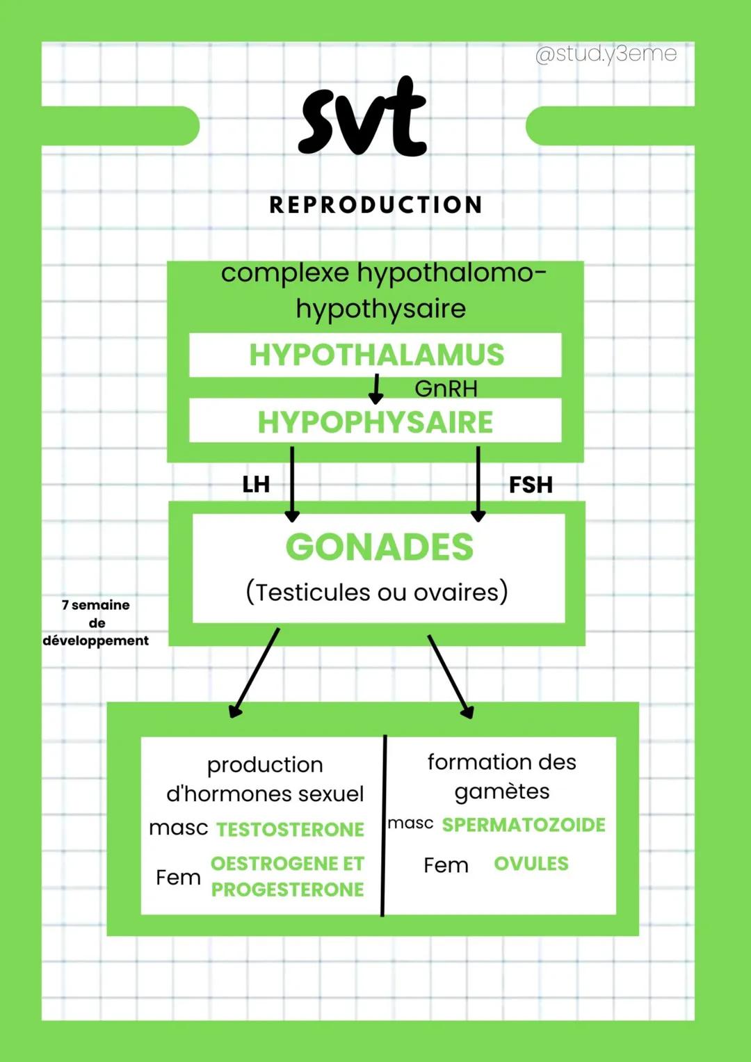 7 semaine
de
développement

svt

REPRODUCTION

@stud.y3eme

complexe hypothalomo-
hypothysaire

HYPOTHALAMUS
↓GnRH
HYPOPHYSAIRE

LH

GONADES