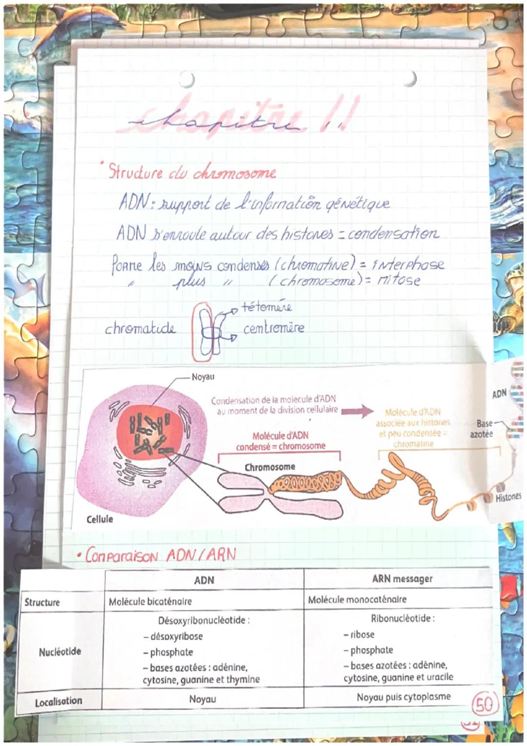 Cellule
Chapitre 11
Structure clu chromosome
ADN support de l'information génétique
ADN d'enroule autour des histones = condensation
Poare l