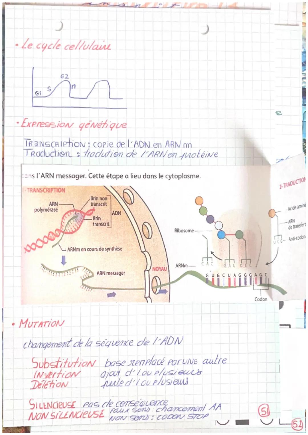 Cellule
Chapitre 11
Structure clu chromosome
ADN support de l'information génétique
ADN d'enroule autour des histones = condensation
Poare l