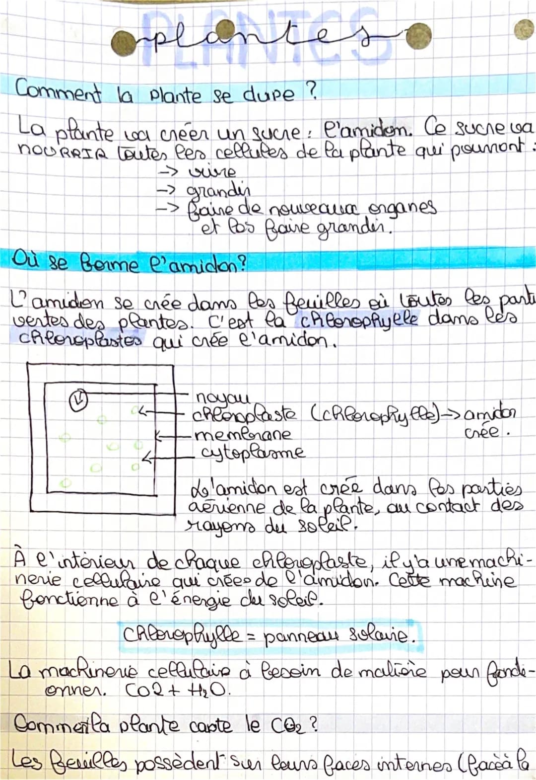 oplanter
пред
Comment la plante se dupe ?
La plante va créer un sucre, l'amidon. Ce suche va
NOURRIR toutes les cellules de la plante qui po