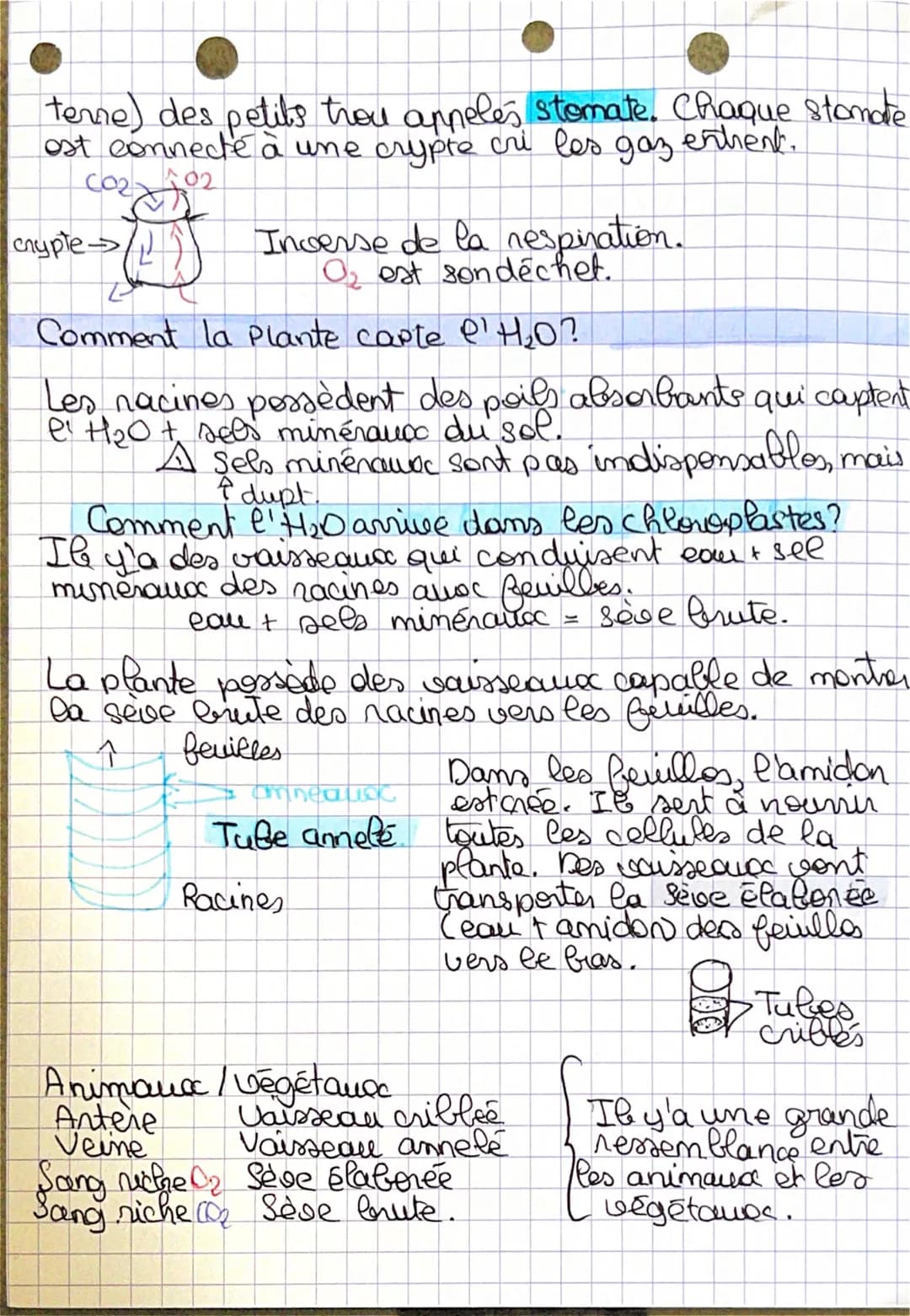 oplanter
пред
Comment la plante se dupe ?
La plante va créer un sucre, l'amidon. Ce suche va
NOURRIR toutes les cellules de la plante qui po