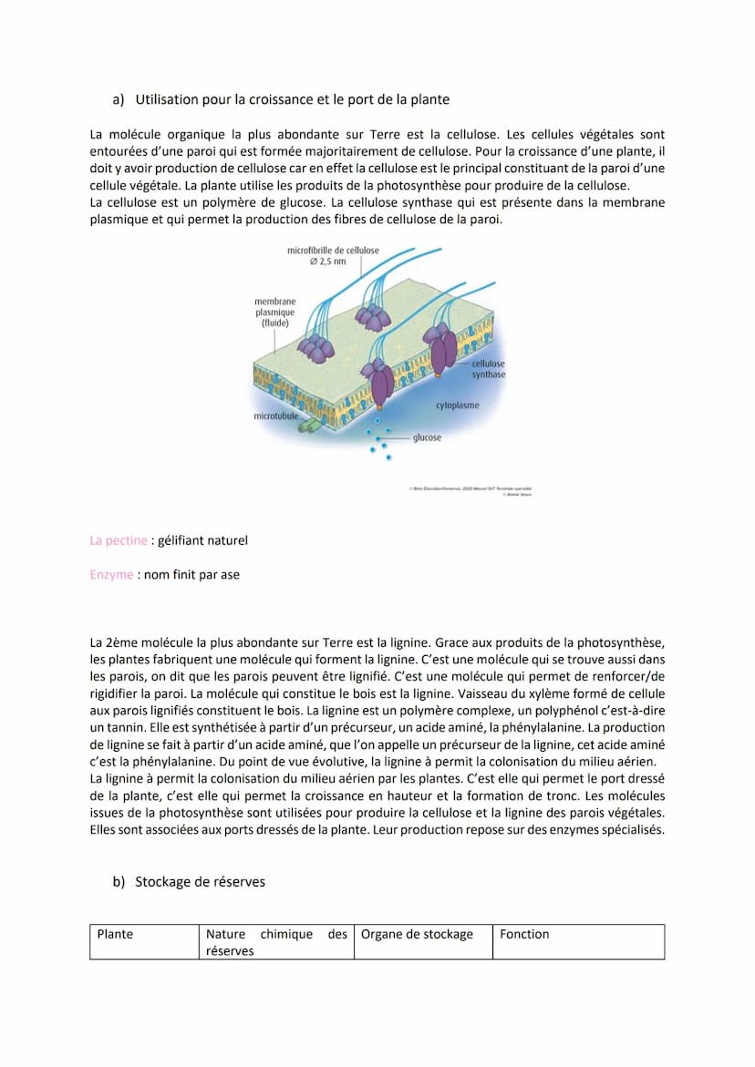 Chapitre 2
LA PLANTE PRODUCTRICE DE
MATIÈRE ORGANIQUE
I. La réaction de la photosynthèse
Equation bilan de la photosynthèse :
6CO₂
dioxyde
d