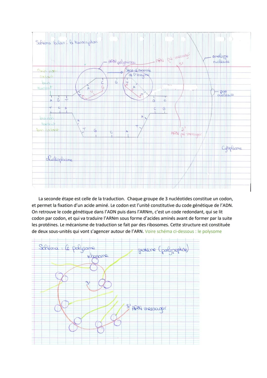 
<p>Expliquer comment une protéine, comme le facteur de coagulation, est produite à partir d'un gène.</p>
<p>Le phénotype est l'ensemble des