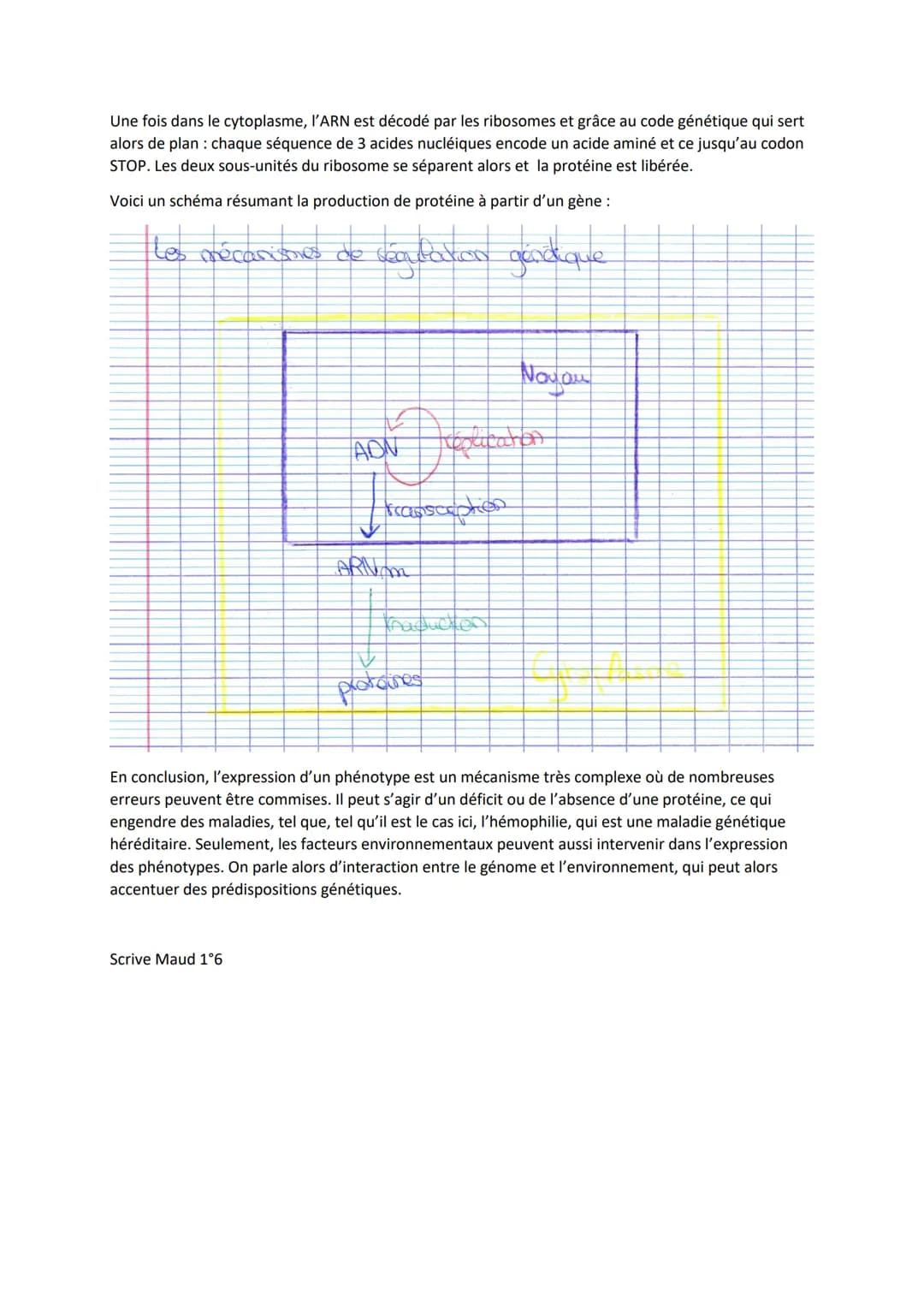 
<p>Expliquer comment une protéine, comme le facteur de coagulation, est produite à partir d'un gène.</p>
<p>Le phénotype est l'ensemble des