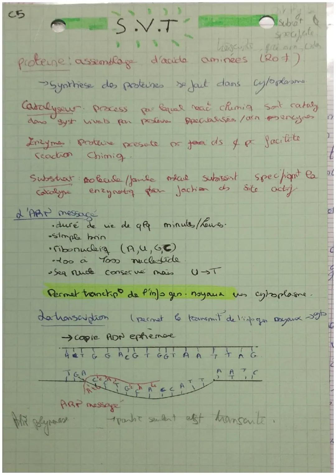 Arn messager et protéine