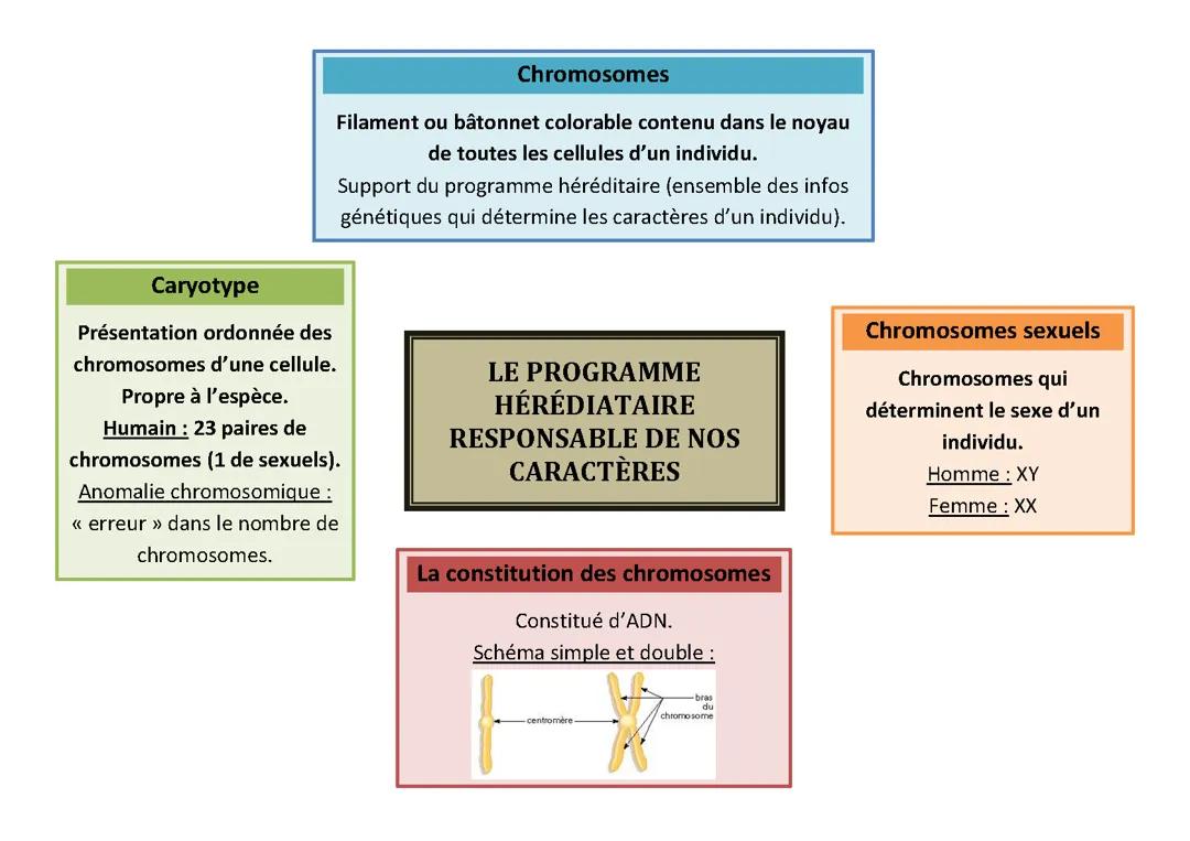 Le programme héréditaire responsable de nos caractères 