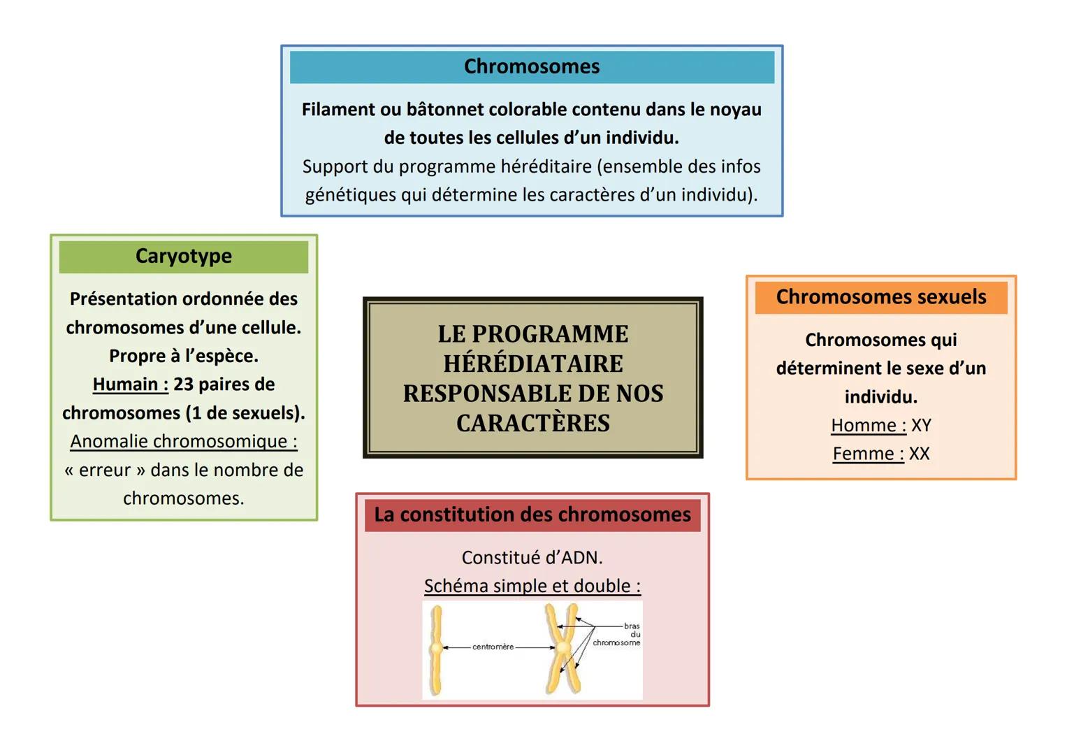 Caryotype
Chromosomes
Filament ou bâtonnet colorable contenu dans le noyau
de toutes les cellules d'un individu.
Support du programme hérédi