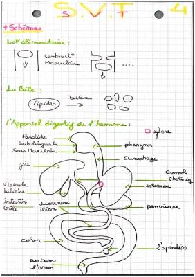 Know le tube digestif l’alimentaire  thumbnail