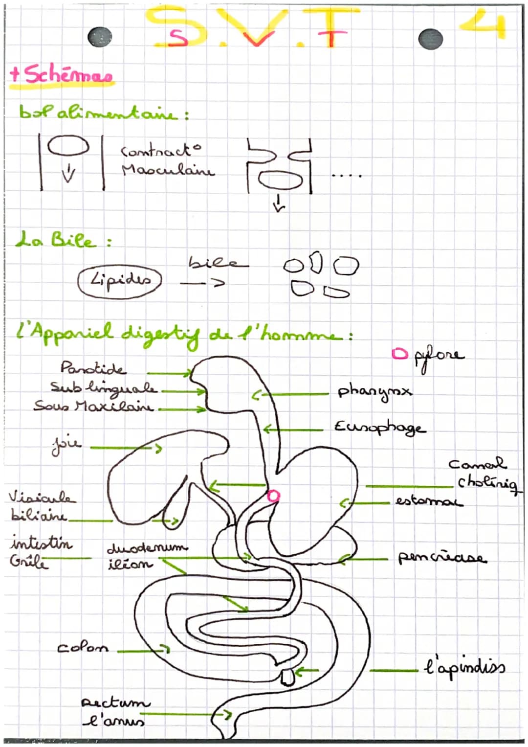 +Schemas
bol alimentare:
10
La Bile:
Visicule
biliane
intestin
Grile
S
Contracto
Masculane.
000
L'Apponiel digestif de l'homme:
Parotide
Sub