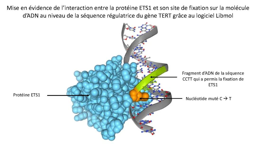 L'origine du génotype des individus: Interaction ETS1 et ADN avec Libmol