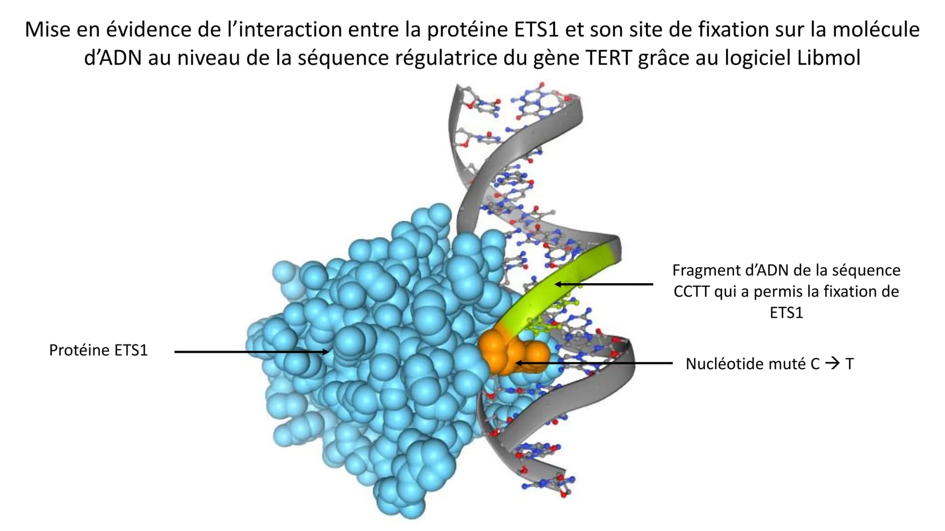 Mise en évidence de l'interaction entre la protéine ETS1 et son site de fixation sur la molécule
d'ADN au niveau de la séquence régulatrice 