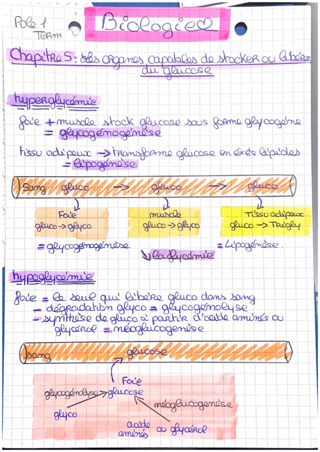 Pole 1
Term
# Biologie$

Chapitre S: des organes, capables de stocker ou Albéres
du glucose

### hyperglycémie

foie + muscle stock glucose 