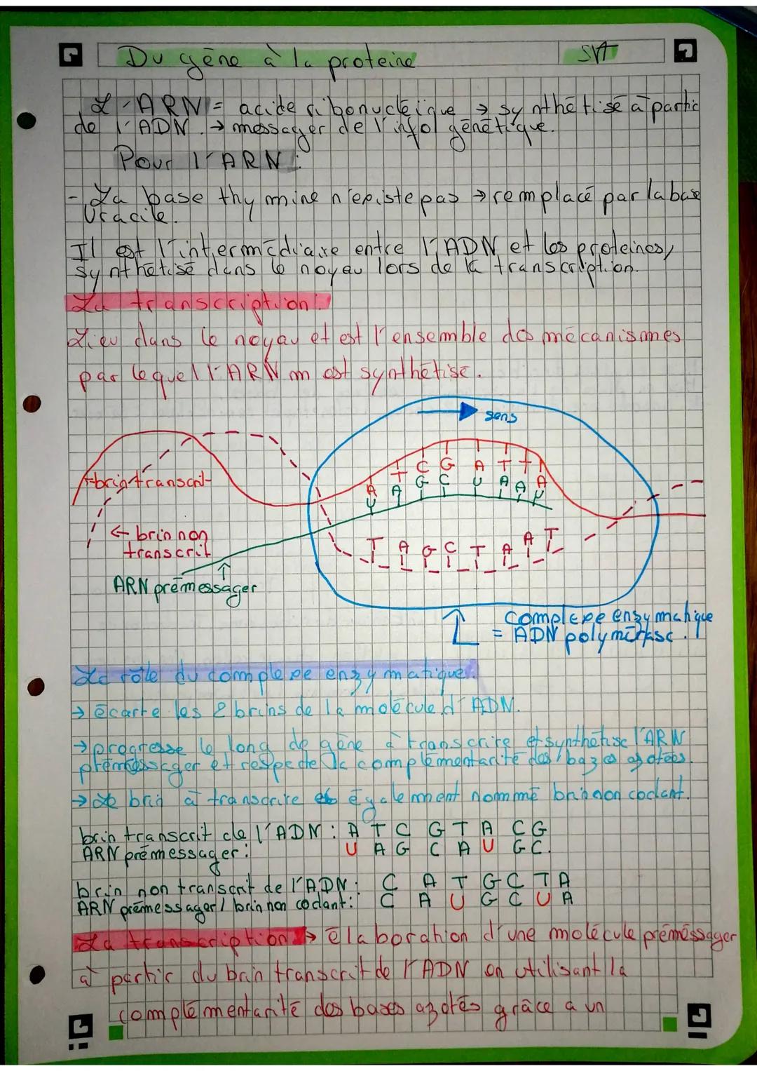 La Maturation &
et avant la traduction.
ARN
premessayer
A U U C G A C C G A UG CA AU
CGA C
C
23 les exons sont gardes
et les introns retires
