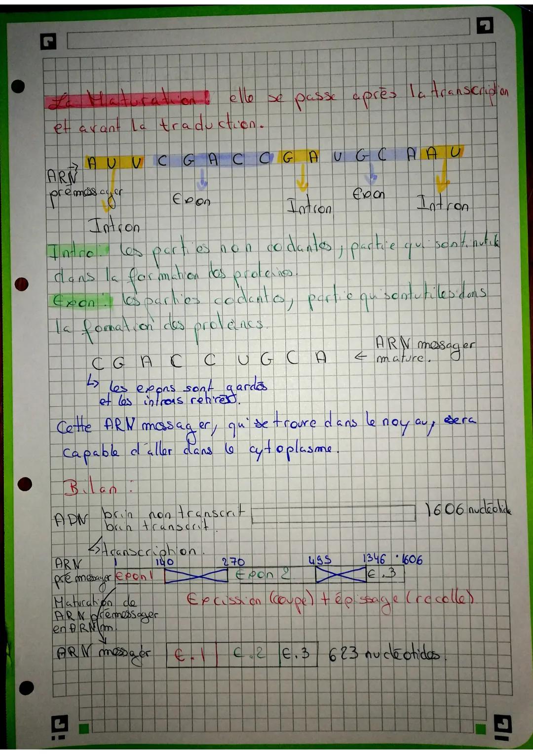 La Maturation &
et avant la traduction.
ARN
premessayer
A U U C G A C C G A UG CA AU
CGA C
C
23 les exons sont gardes
et les introns retires