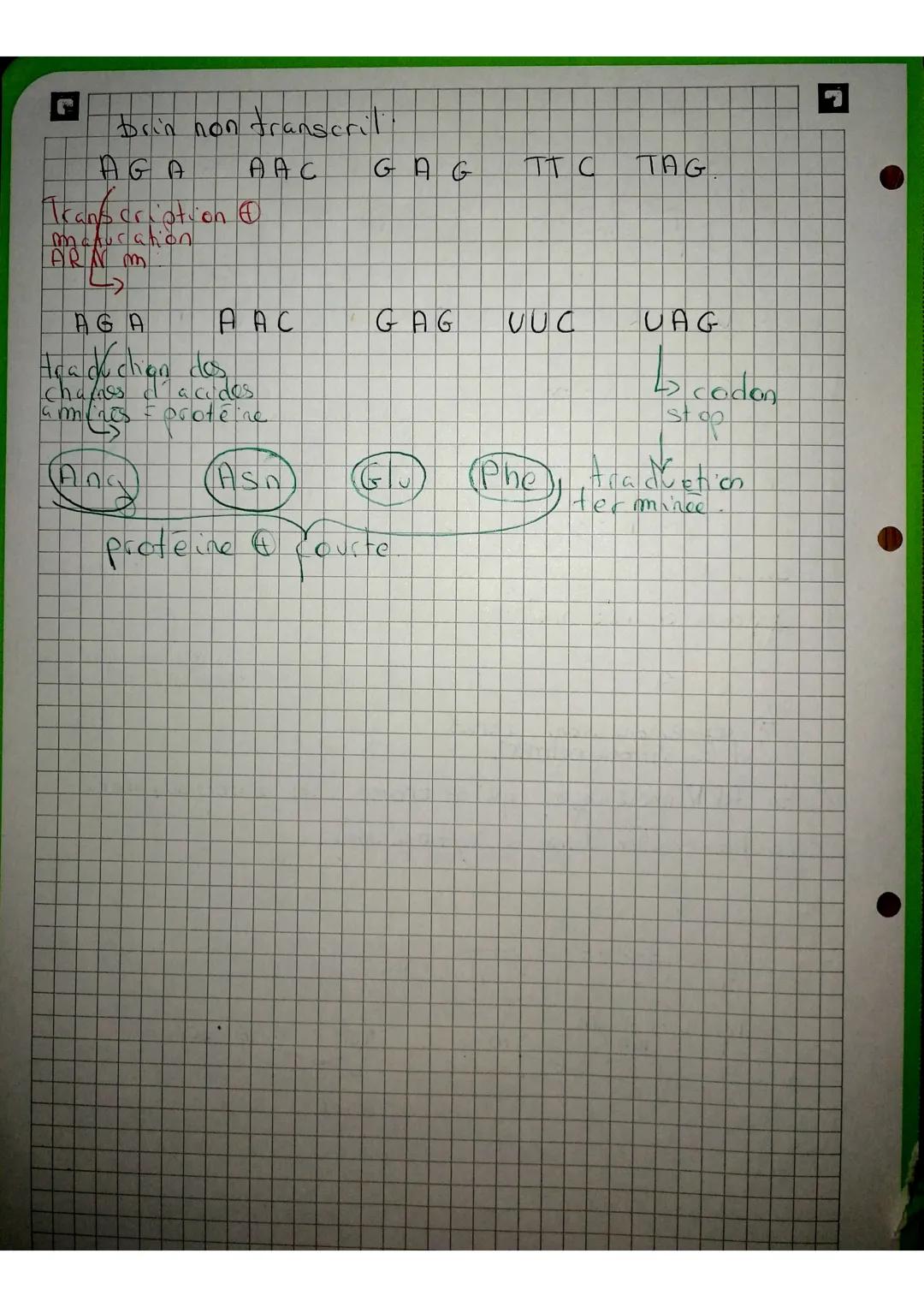 La Maturation &
et avant la traduction.
ARN
premessayer
A U U C G A C C G A UG CA AU
CGA C
C
23 les exons sont gardes
et les introns retires