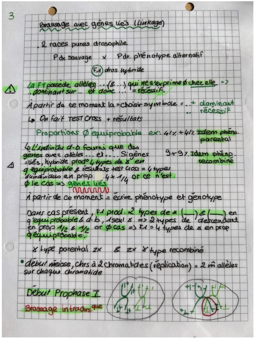 3
O
es lies (linkage)
Brassage avec genes
2 races pures drasophile
P dr. sauvage
X Pdr. phénotype alternatif
F1 dros. hybride
=>
La F1 posse