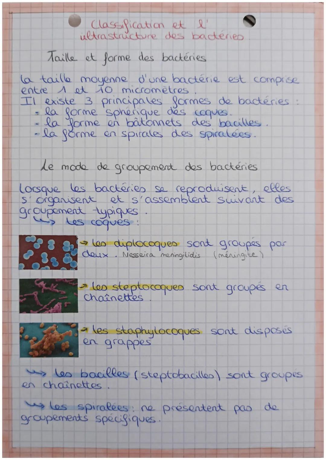 # Classification et l'
ultrastructure des bactéries.

## Taille et forme des bactéries

la taille moyenne d'une bactérie est comprise
entre 