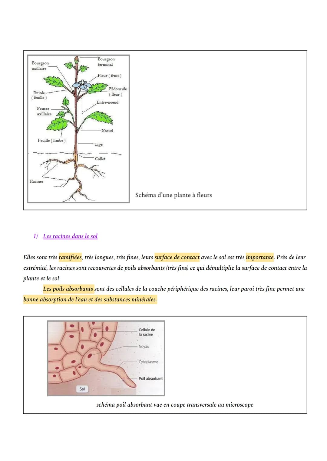 CHAPITRE 1: L'ORGANISATION FONCTIONNELLE DES PLANTES À FLEURS
INTRO: En milieu aérien, les plantes à fleurs constituent le principal groupe 