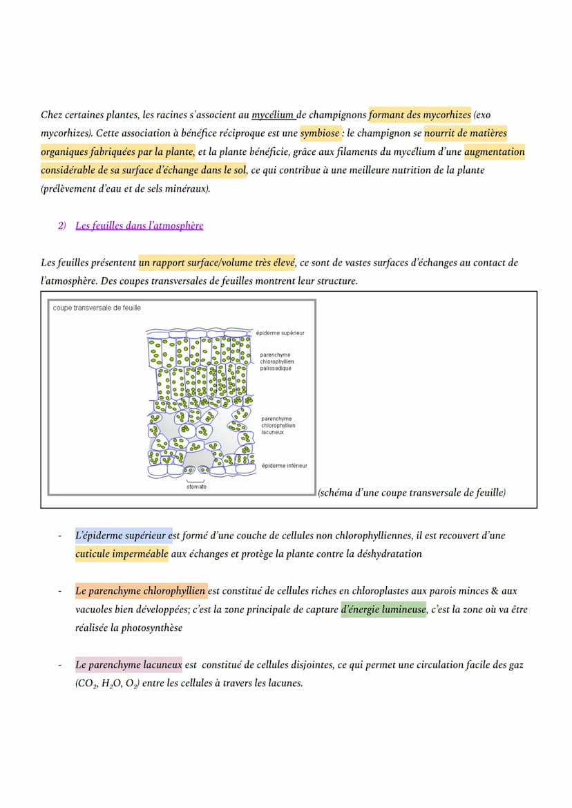 CHAPITRE 1: L'ORGANISATION FONCTIONNELLE DES PLANTES À FLEURS
INTRO: En milieu aérien, les plantes à fleurs constituent le principal groupe 