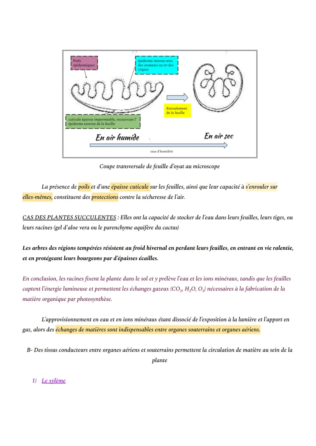 CHAPITRE 1: L'ORGANISATION FONCTIONNELLE DES PLANTES À FLEURS
INTRO: En milieu aérien, les plantes à fleurs constituent le principal groupe 