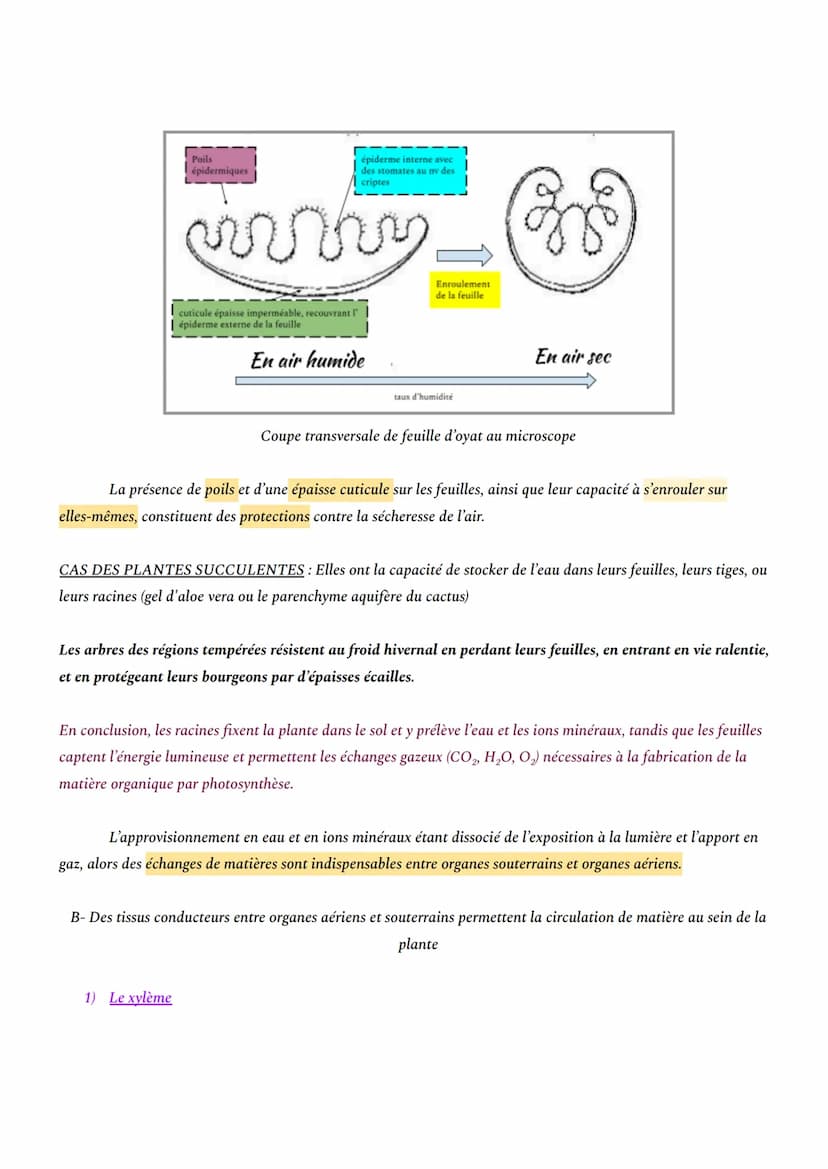 CHAPITRE 1: L'ORGANISATION FONCTIONNELLE DES PLANTES À FLEURS
INTRO: En milieu aérien, les plantes à fleurs constituent le principal groupe 