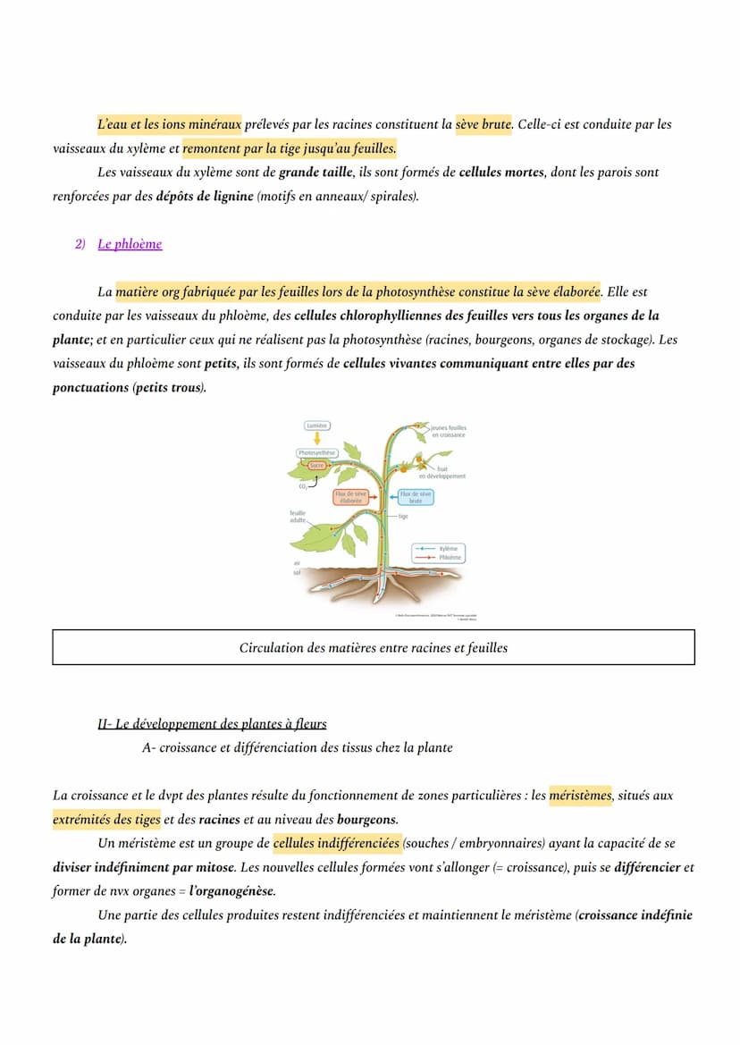 CHAPITRE 1: L'ORGANISATION FONCTIONNELLE DES PLANTES À FLEURS
INTRO: En milieu aérien, les plantes à fleurs constituent le principal groupe 
