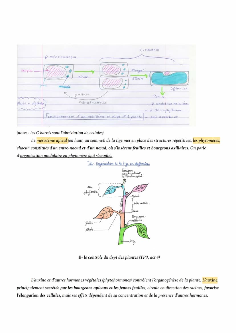 CHAPITRE 1: L'ORGANISATION FONCTIONNELLE DES PLANTES À FLEURS
INTRO: En milieu aérien, les plantes à fleurs constituent le principal groupe 