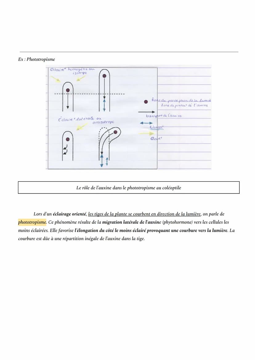 CHAPITRE 1: L'ORGANISATION FONCTIONNELLE DES PLANTES À FLEURS
INTRO: En milieu aérien, les plantes à fleurs constituent le principal groupe 