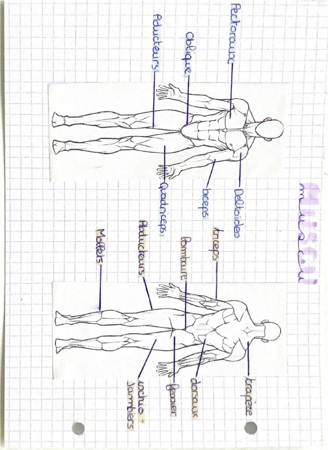 muscu

Pectoraux

Oblique

Aducteurs-

Deltoides

biceps

Quadriceps

Anceps-

Pomboure-

Abducteurs

-trapèze

dorsaux

-Besoier
WAN
ischio