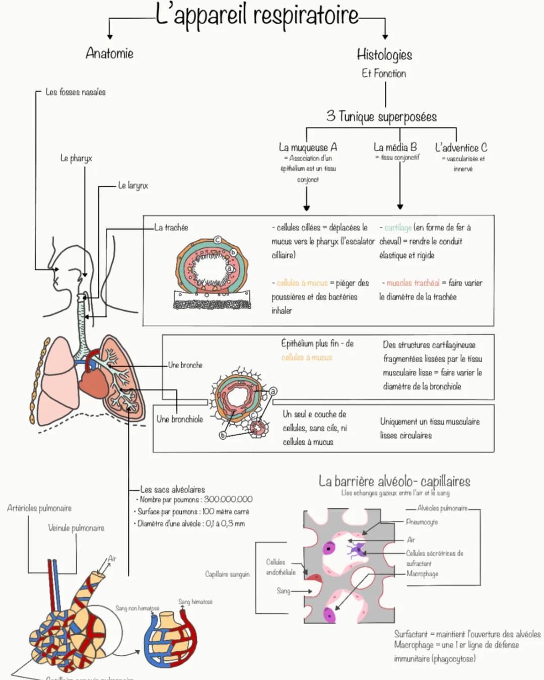 Anatomie des Fosses Nasales et Échanges Gazeux - Schémas et Explications