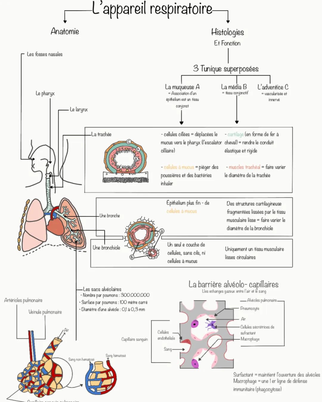 Anatomie
Les fosses nasales
Le pharyx
Artérioles pulmonaire
Veinule pulmonaire
- Le larynx
L'appareil respiratoire
-La trachée
Une bronche
U