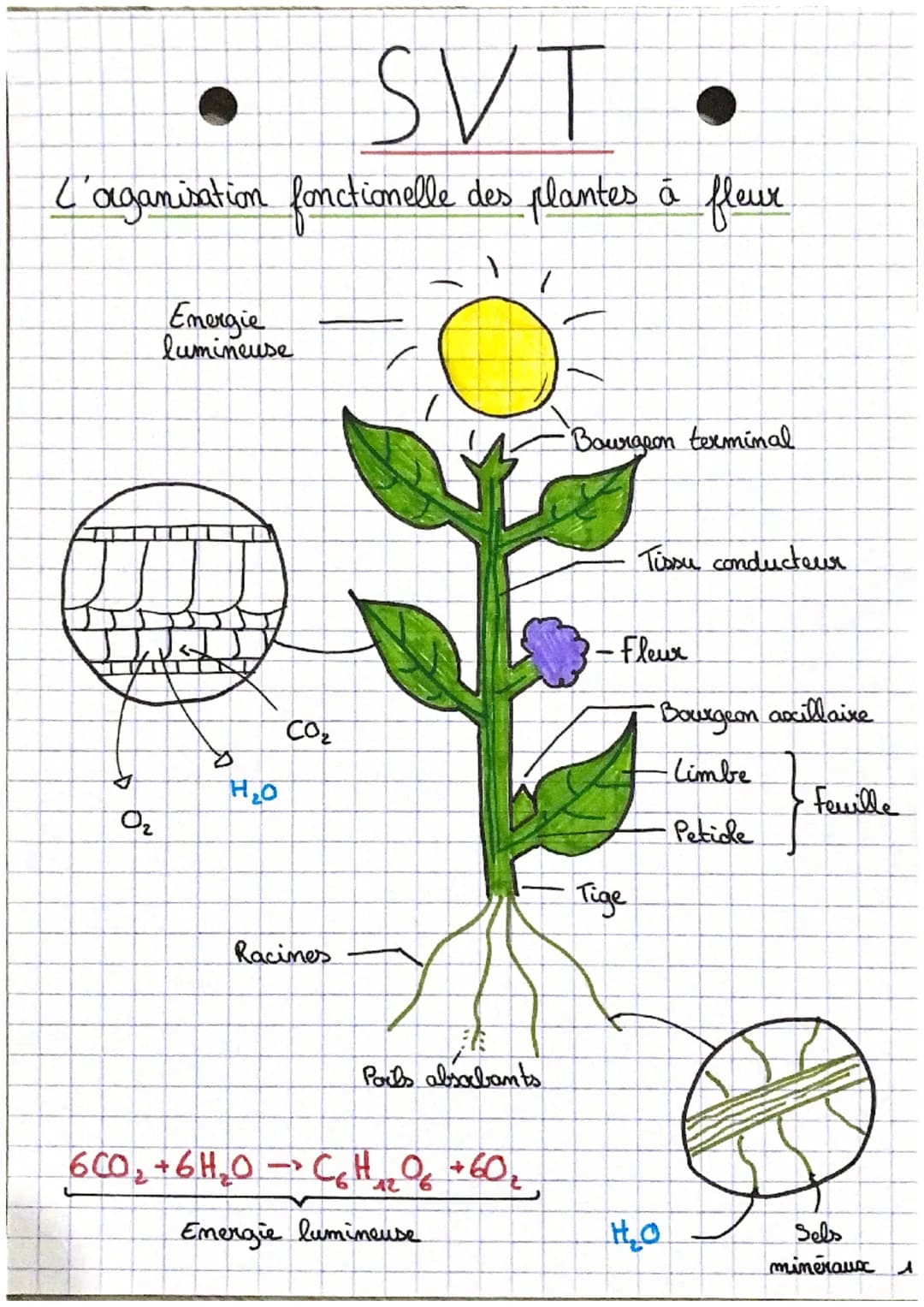 SVT •
L'aganisation fonctionelle des plantes à fleur.
C
D
0₂
Emergie
lumineuse
H₂O
CO₂
Racines
Ports absorbants
6CO,+6H,O → CHO +60,
2
Energ