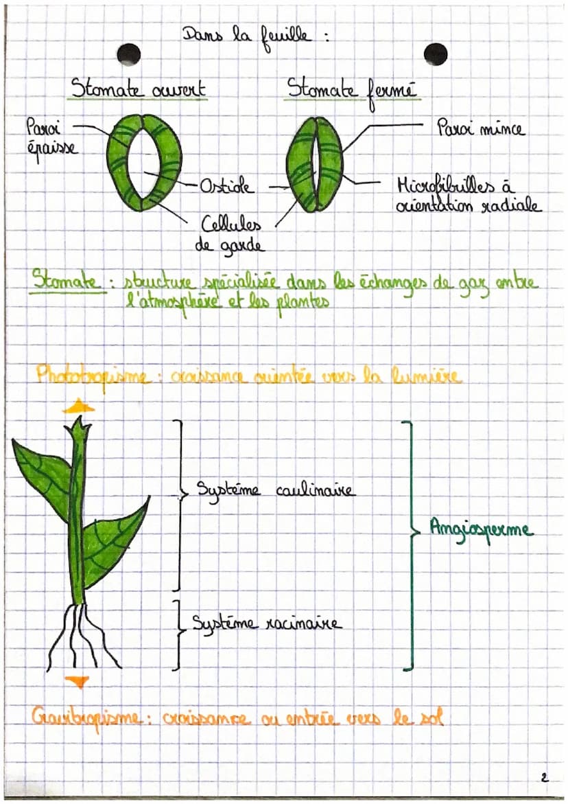 SVT •
L'aganisation fonctionelle des plantes à fleur.
C
D
0₂
Emergie
lumineuse
H₂O
CO₂
Racines
Ports absorbants
6CO,+6H,O → CHO +60,
2
Energ
