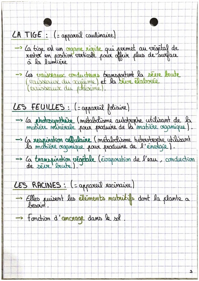 SVT •
L'aganisation fonctionelle des plantes à fleur.
C
D
0₂
Emergie
lumineuse
H₂O
CO₂
Racines
Ports absorbants
6CO,+6H,O → CHO +60,
2
Energ