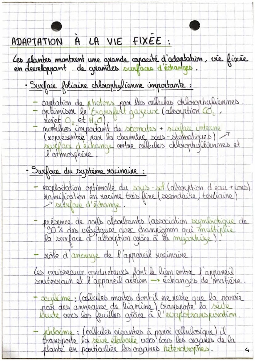 SVT •
L'aganisation fonctionelle des plantes à fleur.
C
D
0₂
Emergie
lumineuse
H₂O
CO₂
Racines
Ports absorbants
6CO,+6H,O → CHO +60,
2
Energ