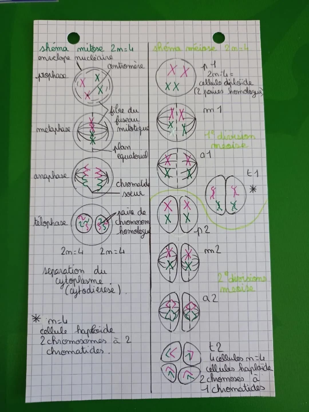 -D phase M - étape de division de la cellule
les chromosomes ne possèdent plus que 1
seule chromatide
-M (mitore): division cellulare (retou