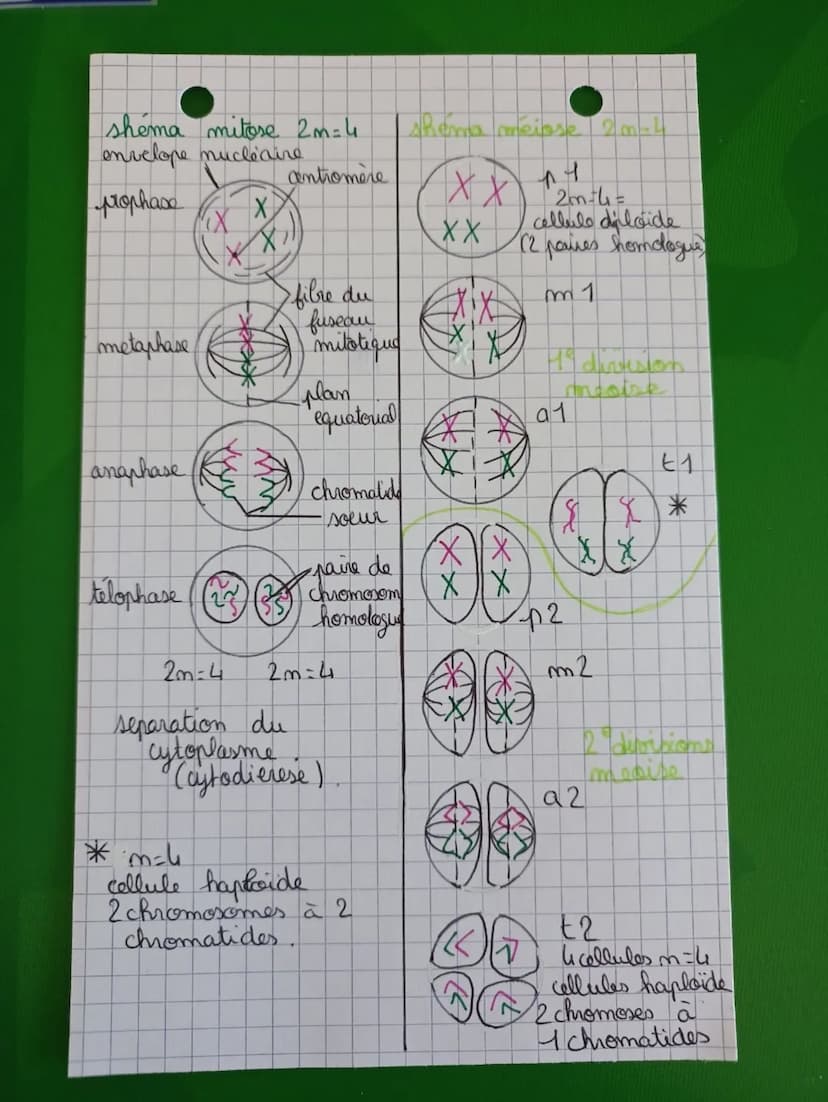 -D phase M - étape de division de la cellule
les chromosomes ne possèdent plus que 1
seule chromatide
-M (mitore): division cellulare (retou