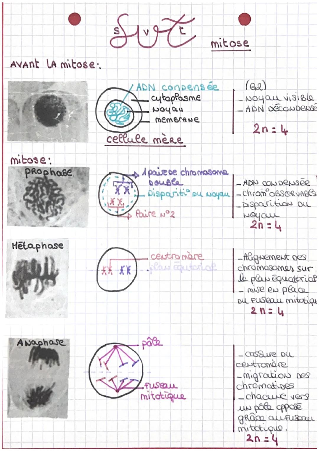 Avant LA mitose.

mitose:
Prophase

S
t
mitose

ADN conpensée
cytoplasme
poyau
membrane

cellule mère

A paise se chromosome
Double

(62)
- 