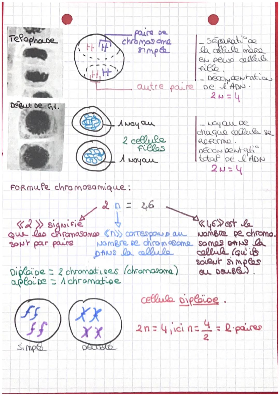 Avant LA mitose.

mitose:
Prophase

S
t
mitose

ADN conpensée
cytoplasme
poyau
membrane

cellule mère

A paise se chromosome
Double

(62)
- 
