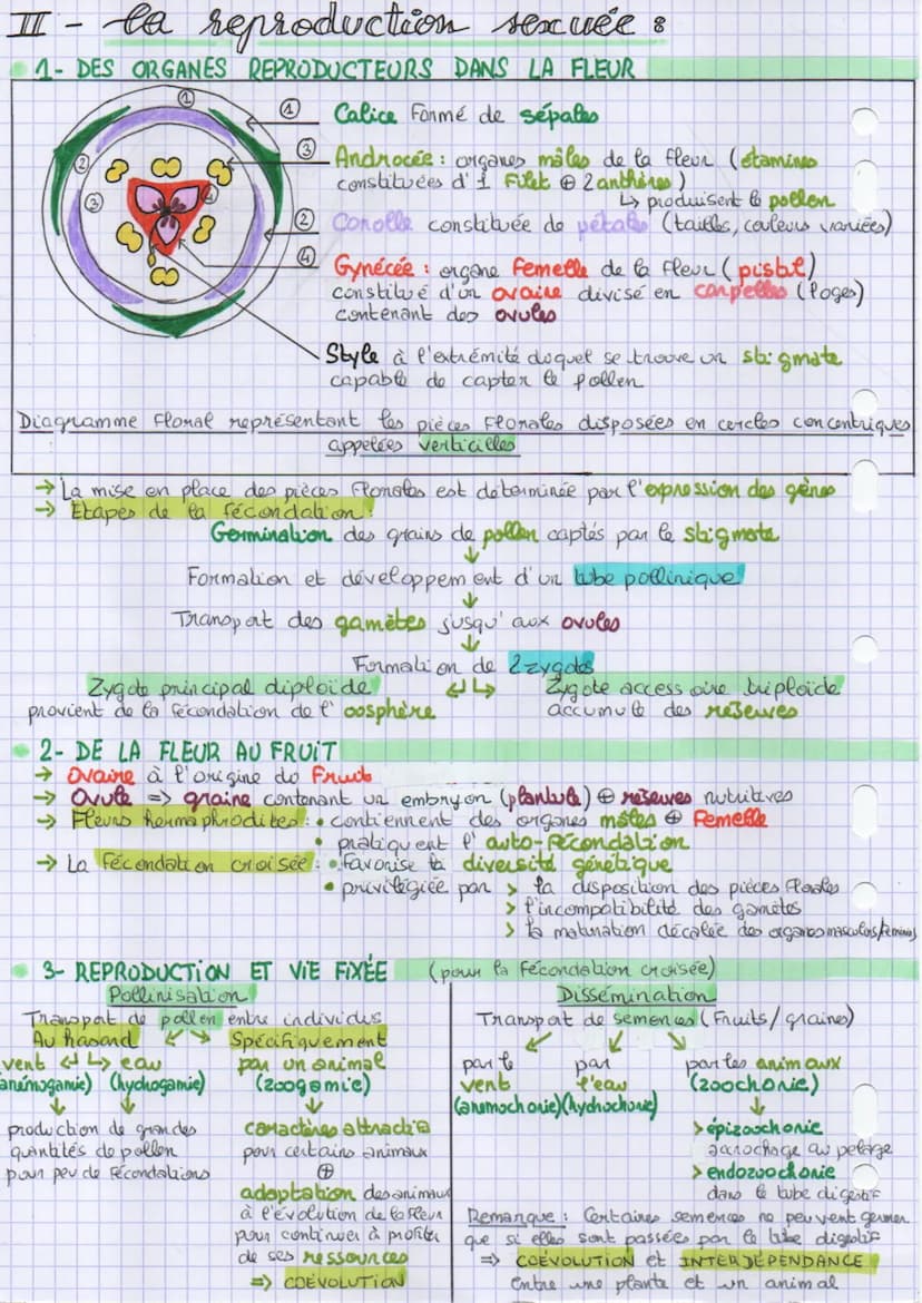 the chapitre 3:
thème 2
parlie A
reproduction de la plante
entre vie fixée et mobilité
→ Les produits de la photosynthèse interviennent dans